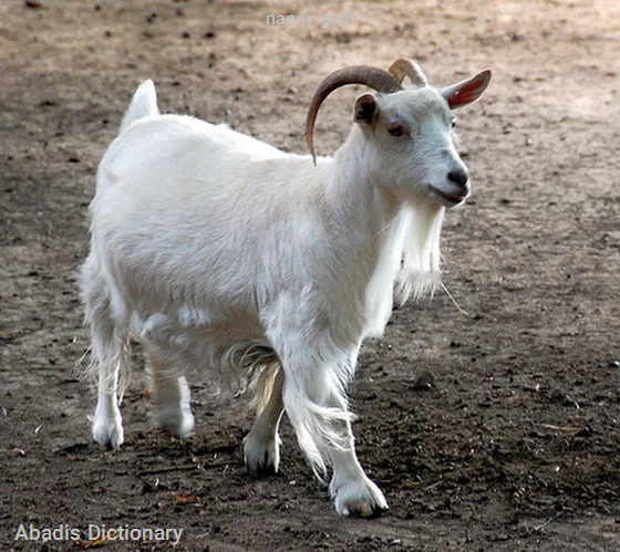 nanny goat